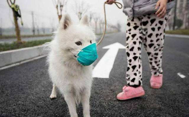 O SASR-Cov-2 se espalha para animais de estimação?